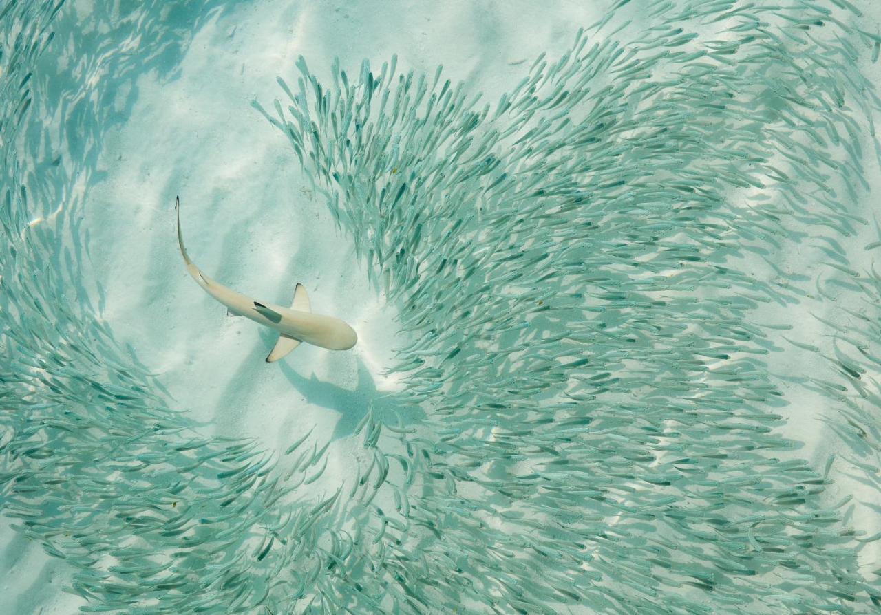 Sun Siyam Iru Fushi: Luxury Maldives Escape With Discounted Seaplane Transfer Resort